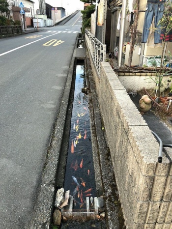 Sono carpe che nuotano nei canali di scolo ai lati delle strade.